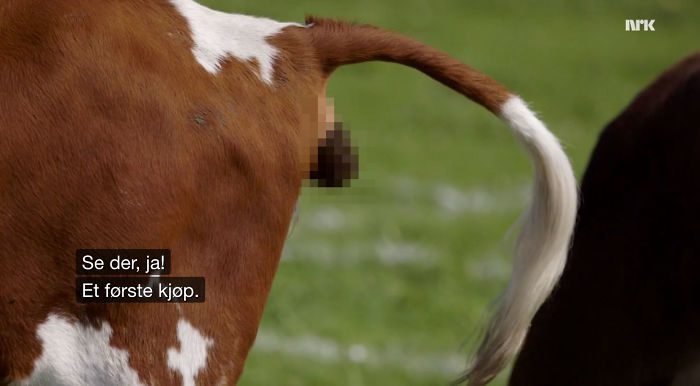 מי מבין יותר במניות, קוף או פרה?