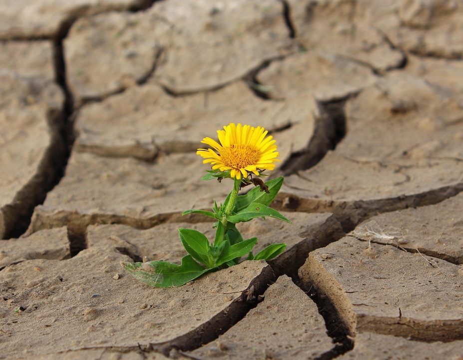 Flower, Life, Crack, Desert, Drought, Survival