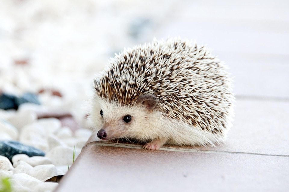 Hedgehog, Animal, Baby, Cute, Small, Pet